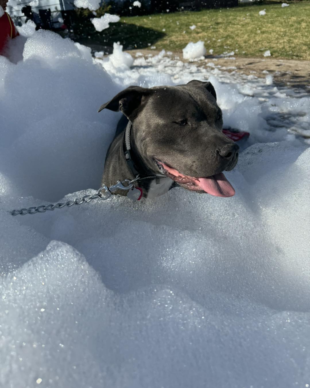 Friendly pit bull peeking out of a mound of foam in a sunny backyard